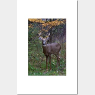 Prince II - White-tailed Buck Posters and Art